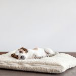 The Importance of Ear Cleaning Products for Your Pet’s Health