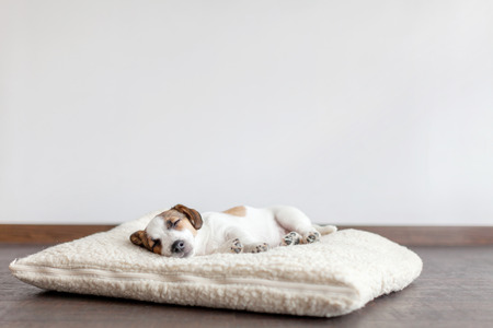 The Importance of Ear Cleaning Products for Your Pet’s Health