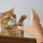 Managing Multi-Cat Households: How to Reduce Conflict Between Cats