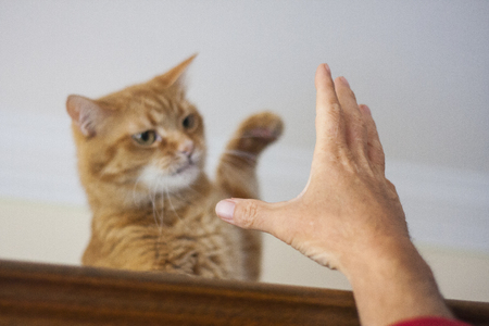 Managing Multi-Cat Households: How to Reduce Conflict Between Cats