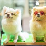 Homemade Pet Treat Party Favors: Special Gifts for Your Pet’s Guests