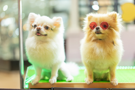 Homemade Pet Treat Party Favors: Special Gifts for Your Pet’s Guests