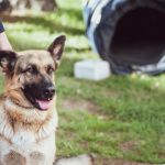 The Best Treats for Puppies: Training Rewards and Nutritional Benefits