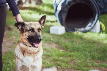 The Best Treats for Puppies: Training Rewards and Nutritional Benefits