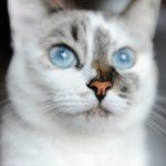 How to Spot Early Signs of Illness in Your Cat