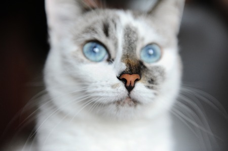 How to Spot Early Signs of Illness in Your Cat