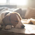 The Science of Body Language in Exotic Pets: Reading Their Cues