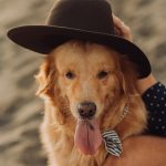 Signs of Illness in Small Pets: When to See a Veterinarian