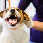 Stories of Hope: Real-Life Accounts of Therapy Animals Changing Lives