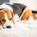 Monitoring Blood Pressure in Pets: Why It Matters and How to Manage It