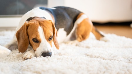 Monitoring Blood Pressure in Pets: Why It Matters and How to Manage It