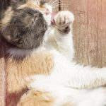 Understanding Titer Testing: Should You Test Before Vaccinating Your Pet?