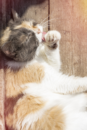 Understanding Titer Testing: Should You Test Before Vaccinating Your Pet?