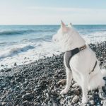 How to Get Your Pet Certified as a Therapy Animal