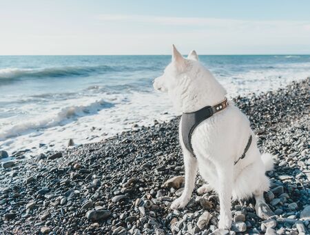 How to Get Your Pet Certified as a Therapy Animal