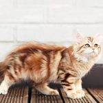 How to Choose the Best Substrate for Your Exotic Pet’s Habitat
