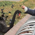 The Connection Between Socialization and a Bird’s Overall Health