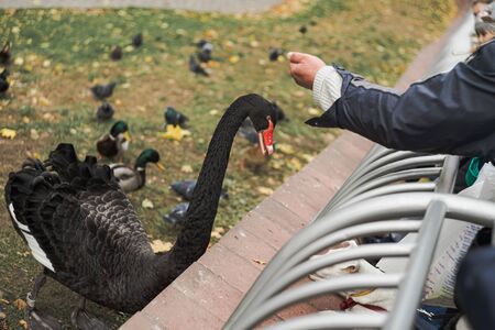 The Connection Between Socialization and a Bird’s Overall Health