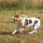 DIY Pet Toys: Affordable and Fun Ideas to Keep Your Pet Entertained
