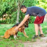 Pet Insurance for Senior Pets: Is It Too Late to Get Coverage?