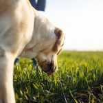How One Pet Adoption Can Inspire a Lifetime of Rescue Efforts
