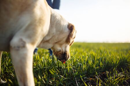 How One Pet Adoption Can Inspire a Lifetime of Rescue Efforts