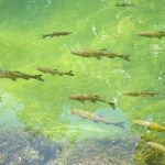 The Best Fish Food for Different Types of Aquarium Fish