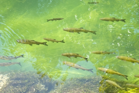 The Best Fish Food for Different Types of Aquarium Fish