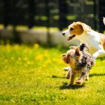 How to Find a Reliable Pet Sitter While Traveling