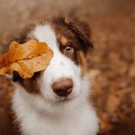 Overcoming Adoption Challenges: Pet Owners Share Their Stories