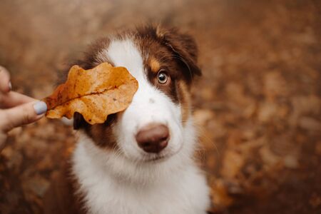 Overcoming Adoption Challenges: Pet Owners Share Their Stories