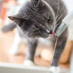 How to Train Your Cat to Come When Called