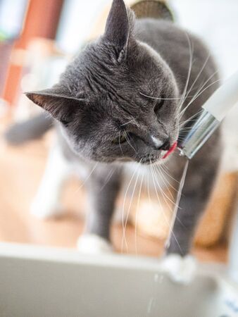How to Train Your Cat to Come When Called