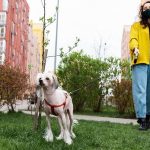 Dog-Friendly Jogging and Running Tips: Building Endurance Safely