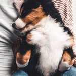 Odor Control: How to Keep Your Small Pet Smelling Fresh