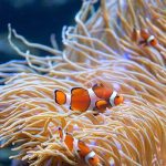 Benefits of Live Plants in Aquariums: Why Every Tank Should Have Them