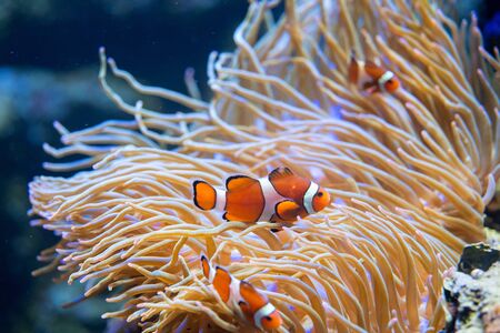 Benefits of Live Plants in Aquariums: Why Every Tank Should Have Them