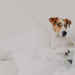 Eco-Friendly and Sustainable Pet Beds: A Green Choice