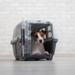 Custom Pet Beds: How to Design One for Your Furry Friend