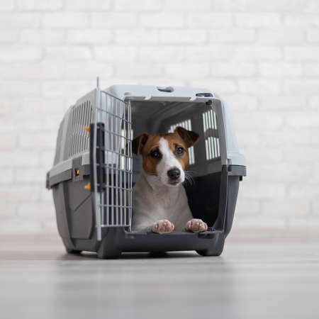 Custom Pet Beds: How to Design One for Your Furry Friend