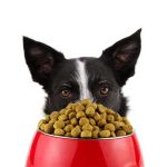 Selecting the Best Pellets for Your Small Pet: What to Look for in Quality Food