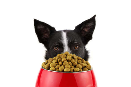 Selecting the Best Pellets for Your Small Pet: What to Look for in Quality Food