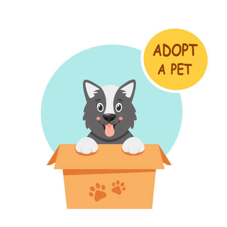 Challenges of Insuring an Older Pet