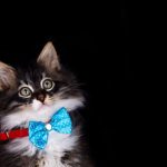 Stopping Your Cat from Jumping on Counters: Effective Training Methods