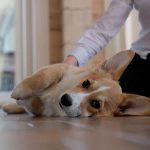 Hypoallergenic Grooming Products: Best Picks for Pets with Sensitive Skin