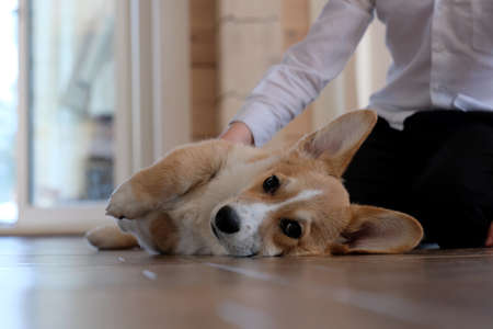 Hypoallergenic Grooming Products: Best Picks for Pets with Sensitive Skin