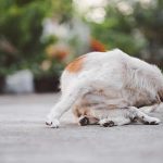 How to File a Pet Insurance Claim and Maximize Your Reimbursement