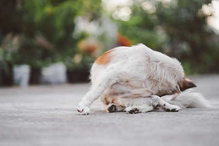 How to File a Pet Insurance Claim and Maximize Your Reimbursement