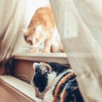 Proper Hygiene for Small Pets’ Living Environments: Keeping Cages and Bedding Clean