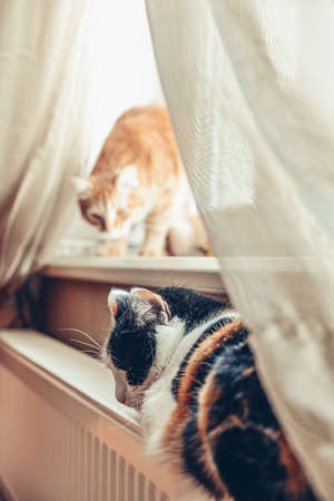 Proper Hygiene for Small Pets’ Living Environments: Keeping Cages and Bedding Clean